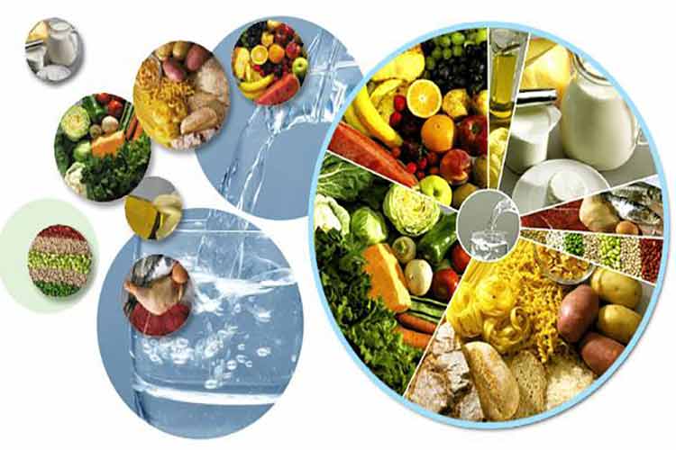 Nova Roda dos Alimentos o que nos ensina?