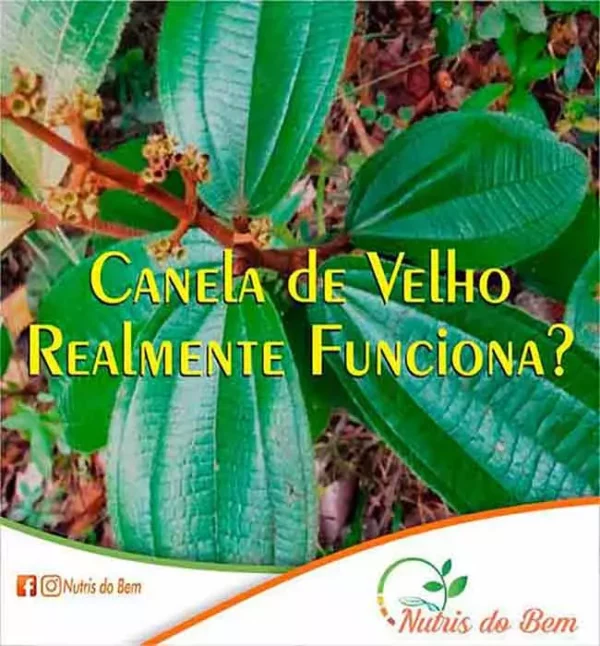 Canela de Velho Realmente Funciona? 6 Canela de Velho Realmente Funciona