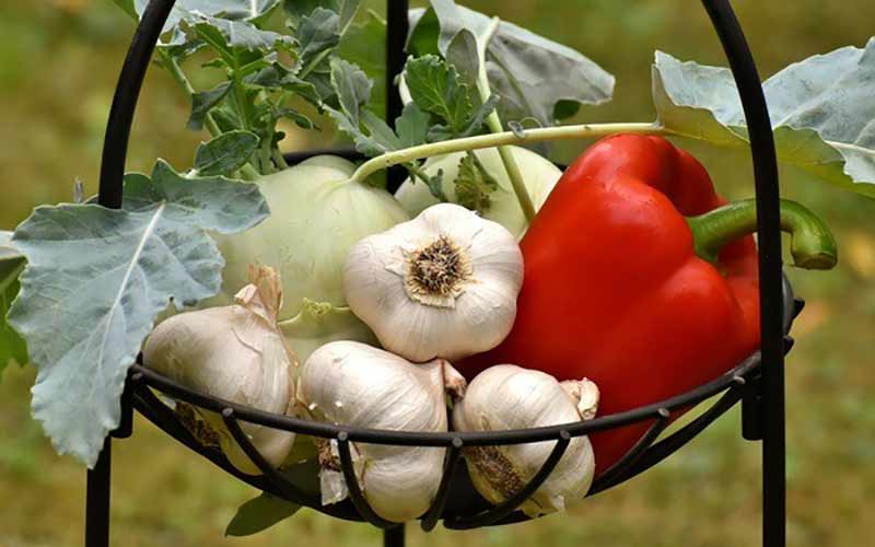 8 Motivos Para Consumir Alho Todos os Dias 8 Motivos Para Consumir Alho Todos os Dias