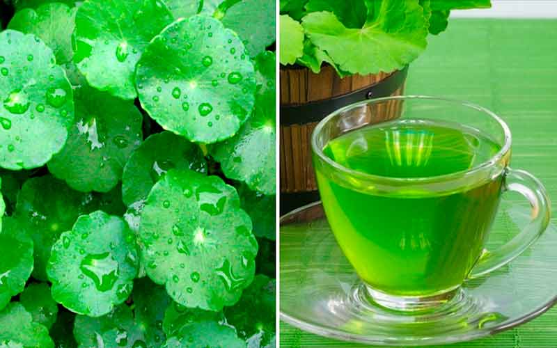 Benefícios da Centella Asiática Benefícios da Centella Asiática