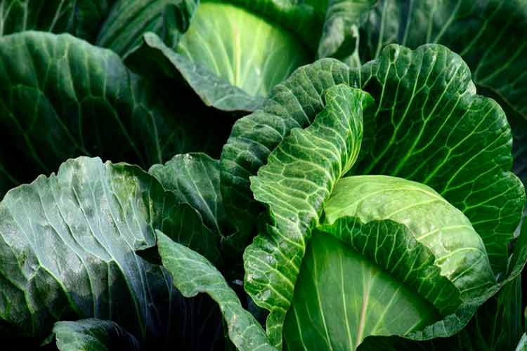 Conheça os 11 Alimentos Naturais mais poderosos 11 Antibióticos Naturais mais poderosos