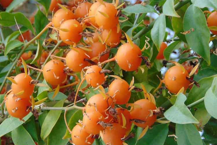 Você Conhece Ora pro nóbis? Veja seus Benefícios, Cultivo e 10 Receitas Fáceis 3 Você Conhece Ora-pro-nóbis? Veja seus Benefícios